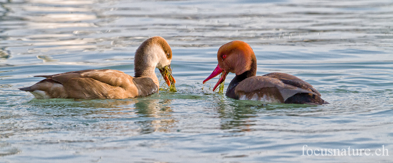 Nette rousse 6889.jpg - Nette rousseNetta rufinaRed-crested Pochard (Lac Léman, Genève, Suisse, janvier 2012)